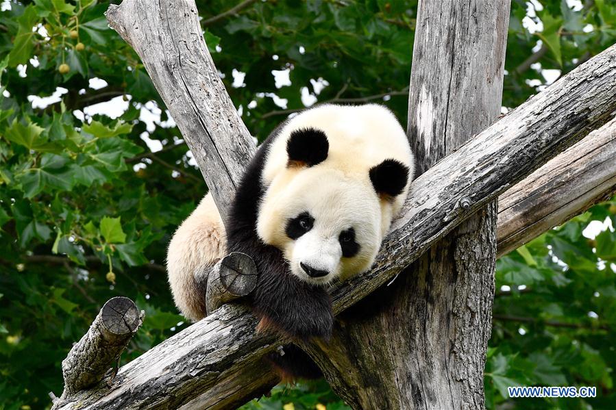 FRANCE-SAINT-AIGNAN-GIANT PANDA-PREGNANT