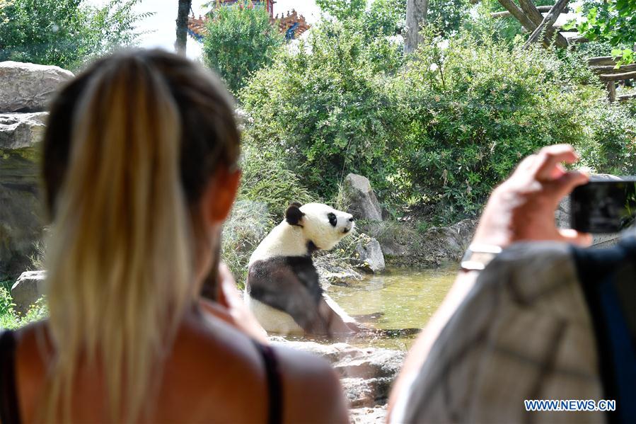 FRANCE-SAINT-AIGNAN-GIANT PANDA-PREGNANT