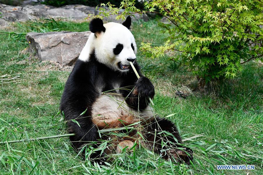 FRANCE-SAINT-AIGNAN-GIANT PANDA-PREGNANT