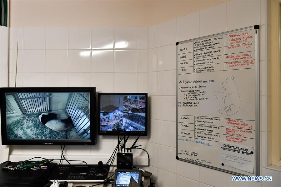 FRANCE-SAINT-AIGNAN-GIANT PANDA-PREGNANT