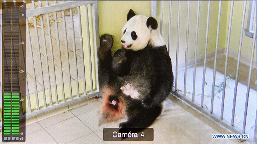 FRANCE-SAINT-AIGNAN-GIANT PANDA-PREGNANT