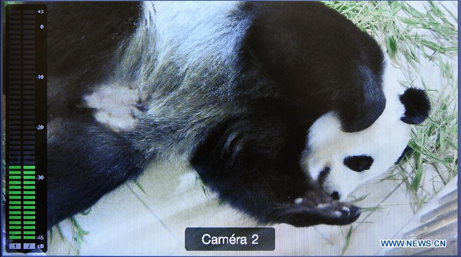 FRANCE-SAINT-AIGNAN-GIANT PANDA-PREGNANT