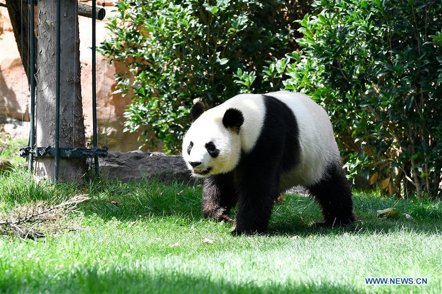 FRANCE-SAINT-AIGNAN-GIANT PANDA-PREGNANT