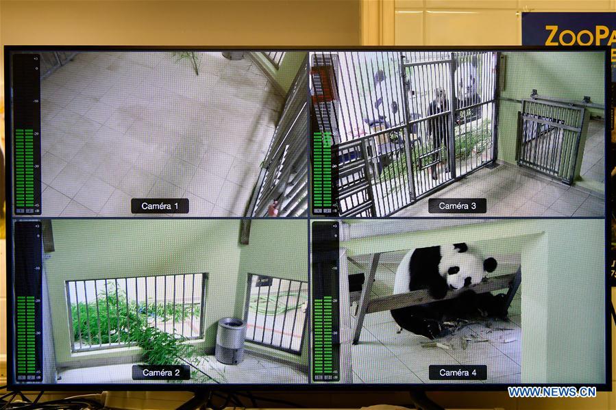 FRANCE-SAINT-AIGNAN-GIANT PANDA-PREGNANT