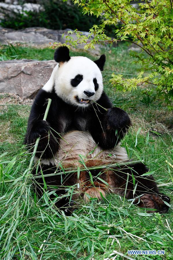 FRANCE-SAINT-AIGNAN-GIANT PANDA-PREGNANT