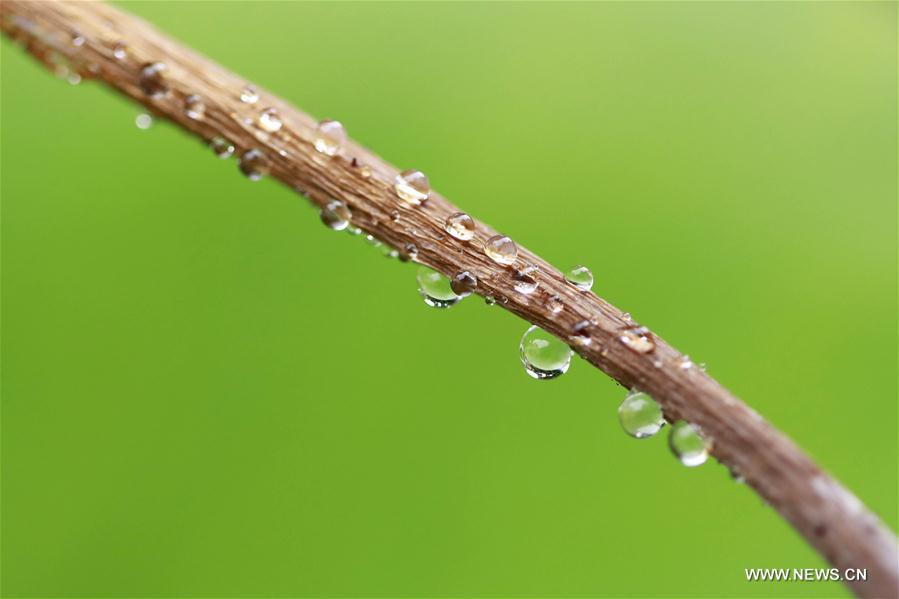 #CHINA-JIANGSU-HUAI'AN-NATURE (CN)