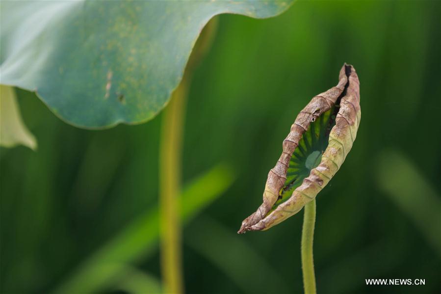 #CHINA-JIANGSU-HUAI'AN-NATURE (CN)