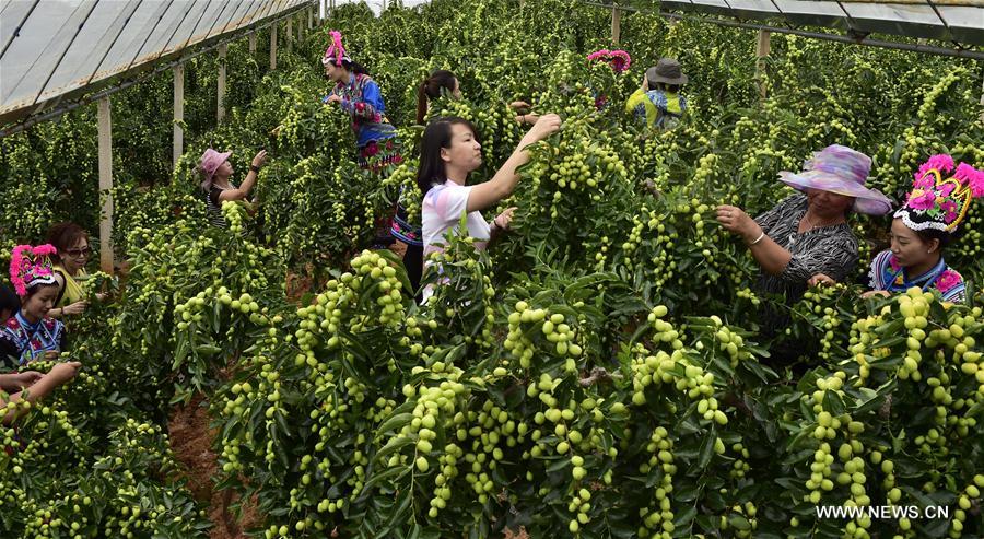 CHINA-YUNNAN-JUJUBE-TOURISM (CN)