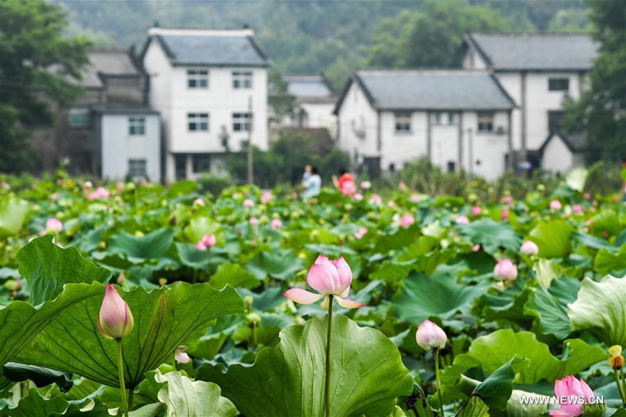 CHINA-HENAN-XINYANG-RURAL ECONOMY (CN)