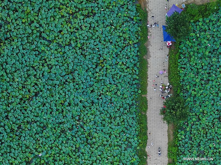 CHINA-HENAN-XINYANG-RURAL ECONOMY (CN)