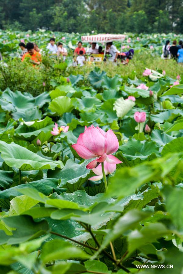 CHINA-HENAN-XINYANG-RURAL ECONOMY (CN)