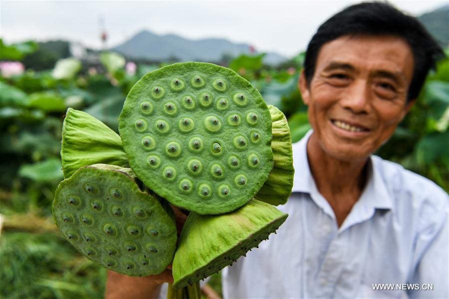 CHINA-HENAN-XINYANG-RURAL ECONOMY (CN)