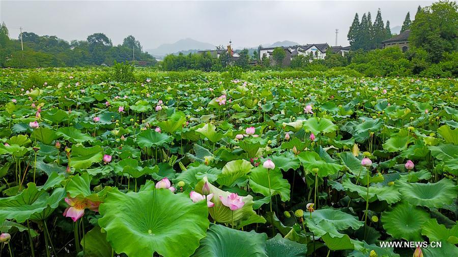 CHINA-HENAN-XINYANG-RURAL ECONOMY (CN)