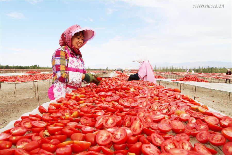 #CHINA-XINJIANG-DRIED TOMATO INDUSTRY(CN)