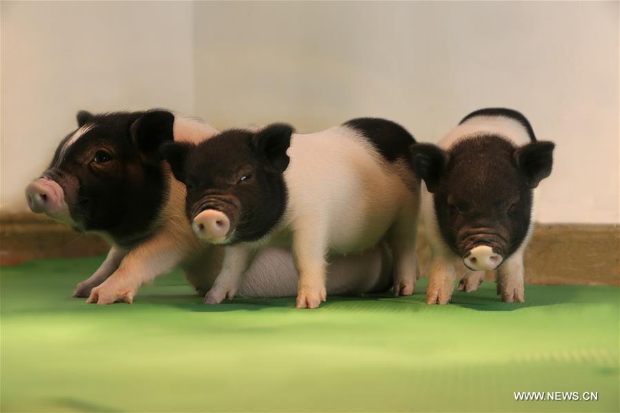 U.S.-CHINA-PIGS-FREE OF DANGEROUS VIRUSES