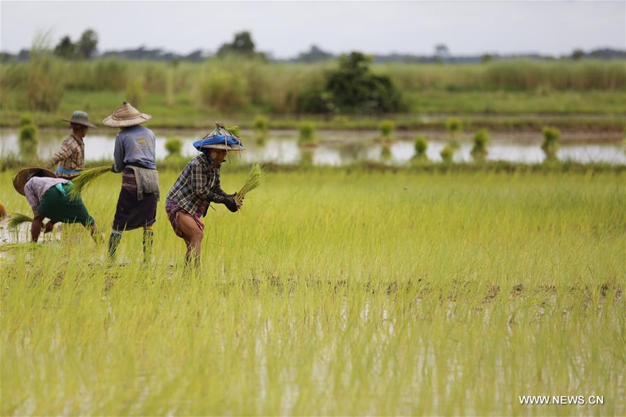 MYANMAR-BAGO-PADDY FIELD