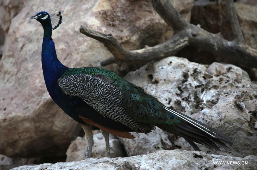 MIDEAST-WEST BANK-QALQILYA-ZOO