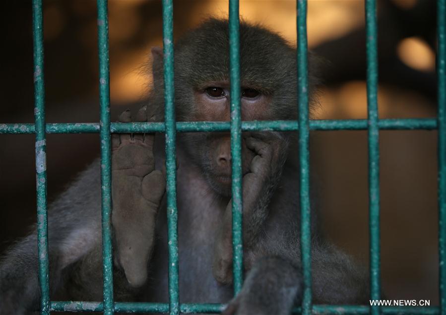 MIDEAST-WEST BANK-QALQILYA-ZOO