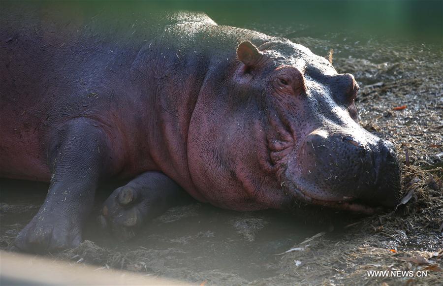 MIDEAST-WEST BANK-QALQILYA-ZOO