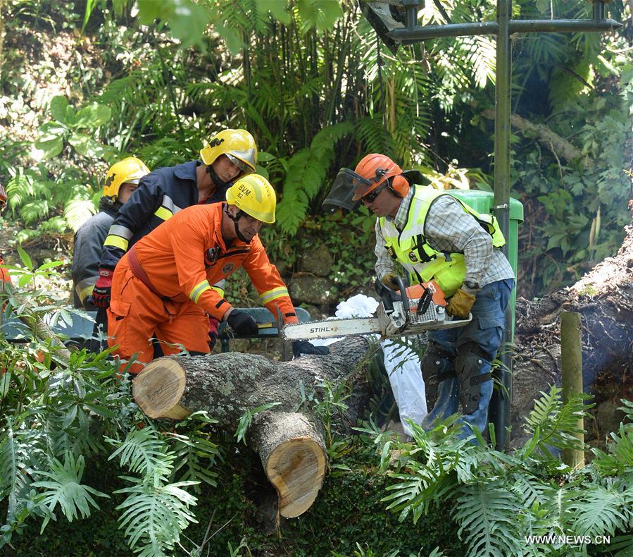 PORTUGAL-MADEIRA-TREE-COLLAPSE