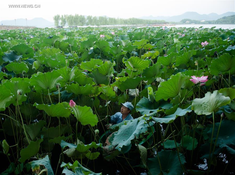 **CHINA-HANGZHOU-WEST LAKE-LOTUS (CN)