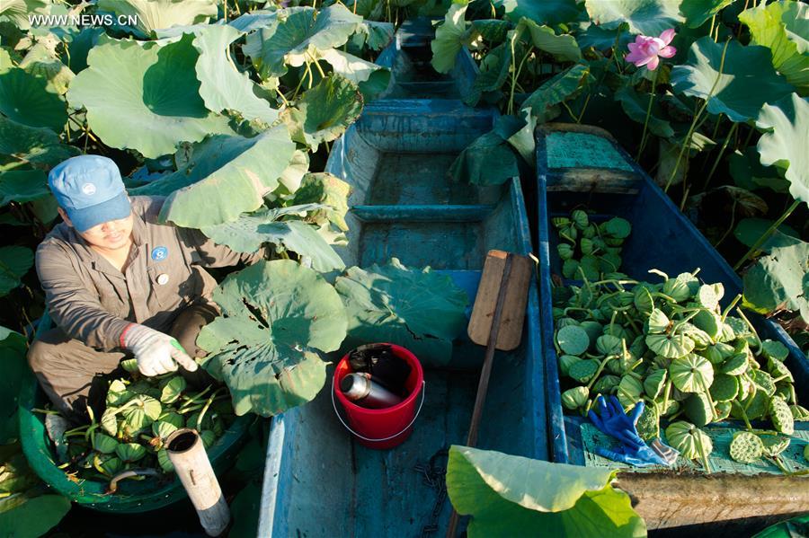 **CHINA-HANGZHOU-WEST LAKE-LOTUS (CN)
