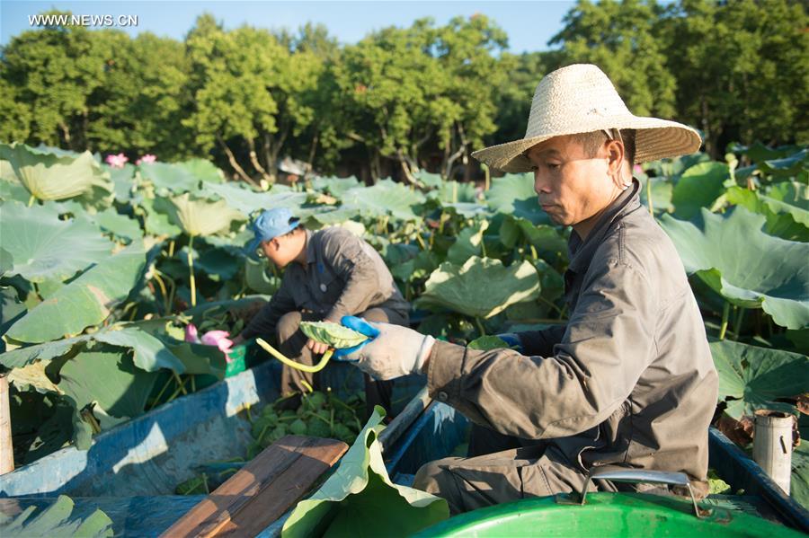 **CHINA-HANGZHOU-WEST LAKE-LOTUS (CN)
