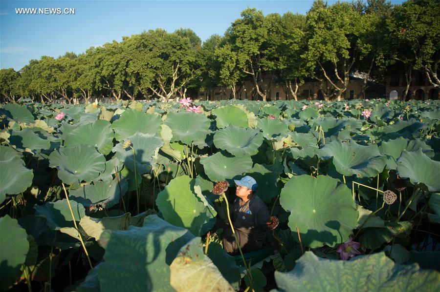 **CHINA-HANGZHOU-WEST LAKE-LOTUS (CN)