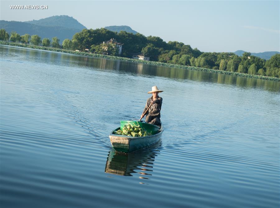 **CHINA-HANGZHOU-WEST LAKE-LOTUS (CN)