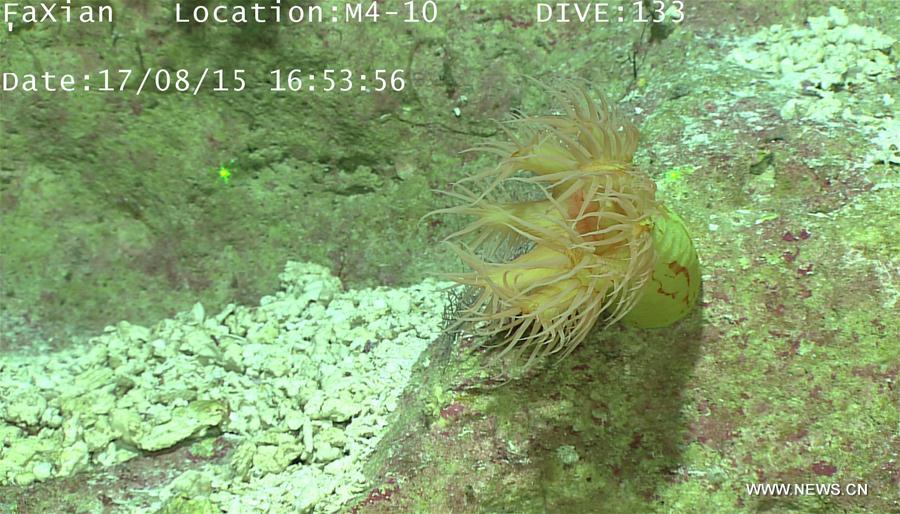 WESTERN PACIFIC OCEAN-CAROLINE SEAMOUNT-CHINA-DISCOVERY 