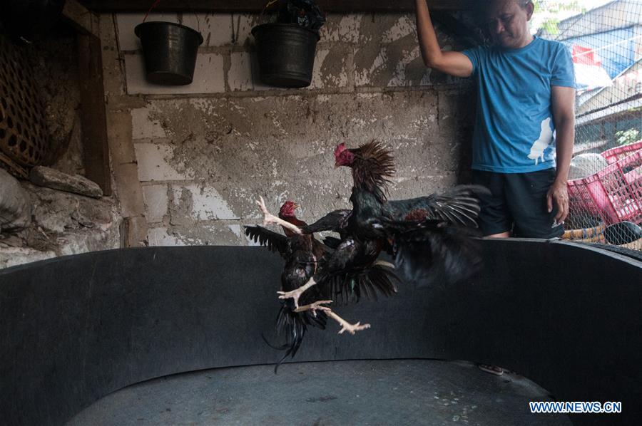 INDONESIA-JAKARTA-COCK FIGHTING TRAINING