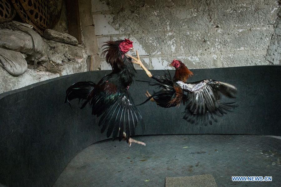 INDONESIA-JAKARTA-COCK FIGHTING TRAINING