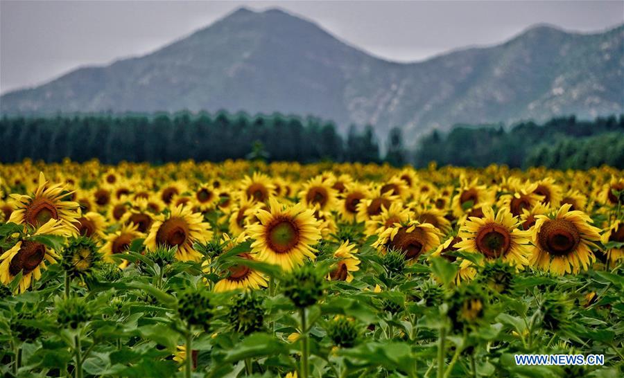 CHINA-BEIING-OIL SUNFLOWER (CN)