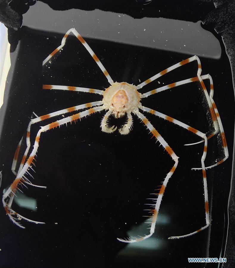 WESTERN PACIFIC OCEAN-CAROLINE SEAMOUNT-CHINA-DISCOVERY