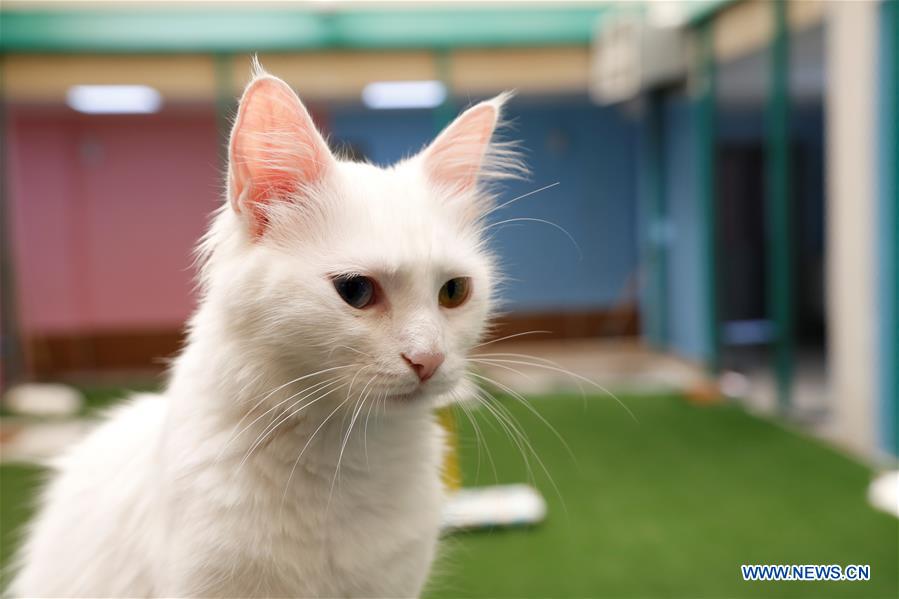 TURKEY-VAN-VAN CAT-PROTECTION