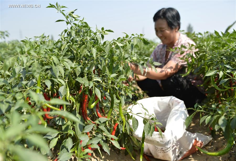 CHINA-HEBEI-HOT PEPPER-PLANTING (CN)