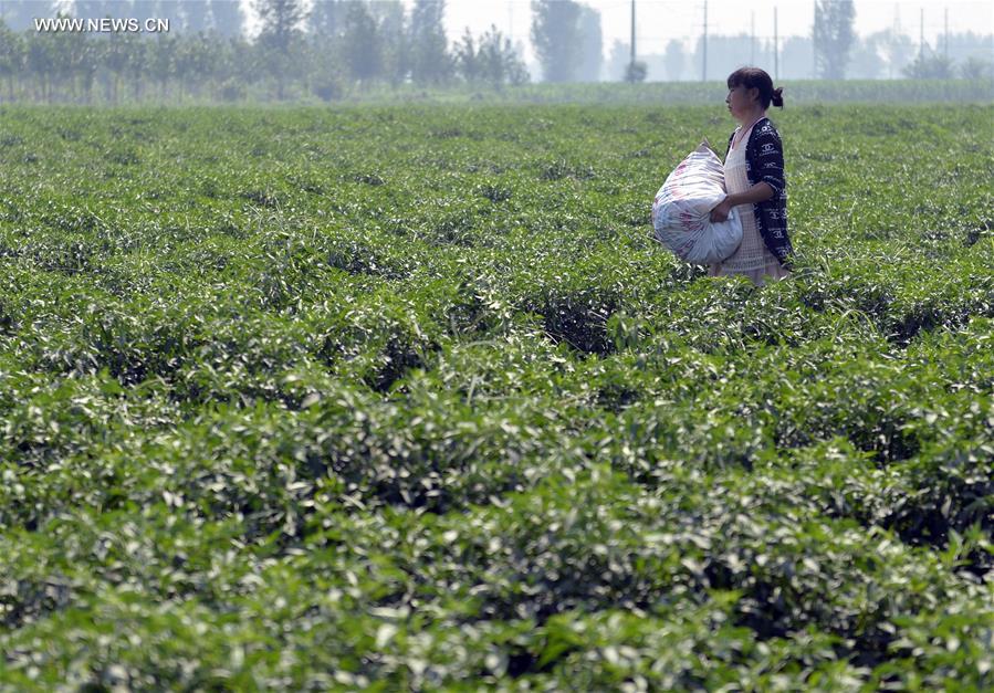 CHINA-HEBEI-HOT PEPPER-PLANTING (CN)