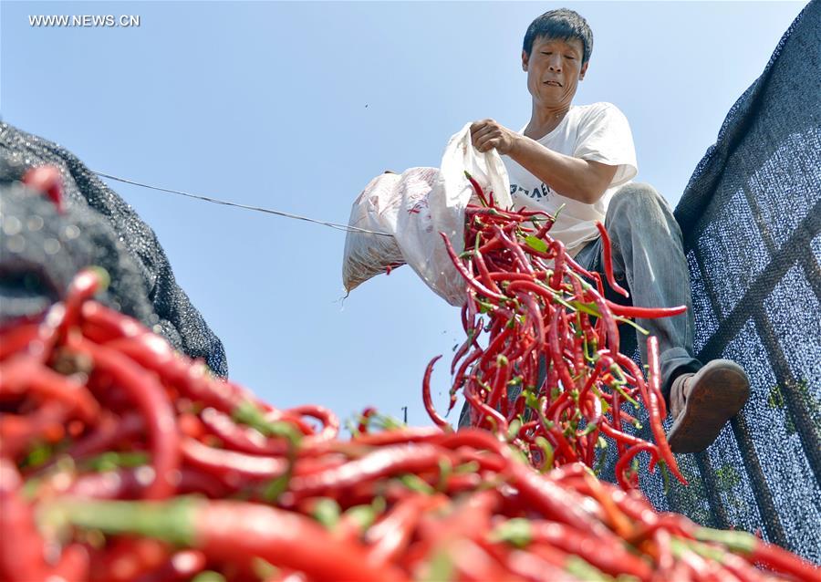 CHINA-HEBEI-HOT PEPPER-PLANTING (CN)