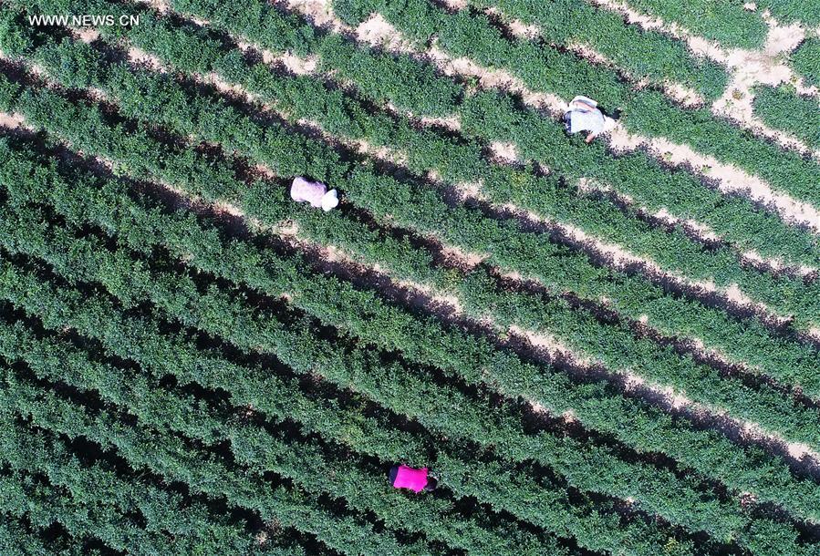 CHINA-HEBEI-HOT PEPPER-PLANTING (CN)