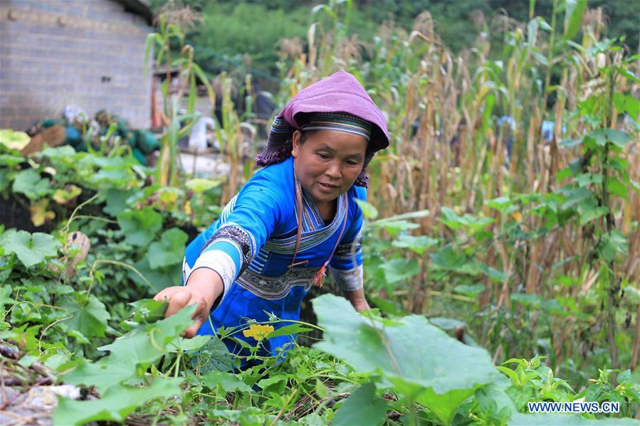 CHINA-YUNNAN-COLORFUL RICE (CN)