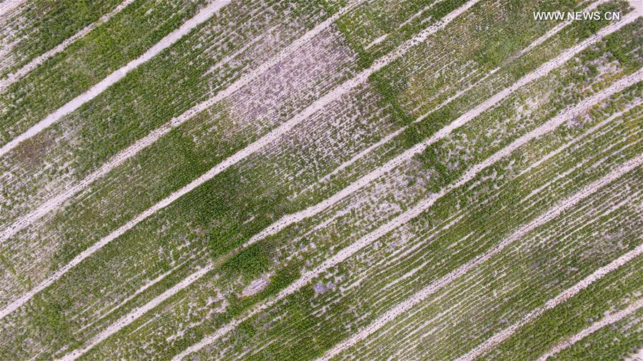 CHINA-XINJIANG-JINGHE-AGAINST DESERTIFICATION (CN)