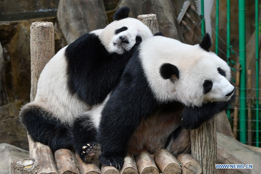 MALAYSIA-KUALA LUMPUR-PANDA-BIRTHDAY