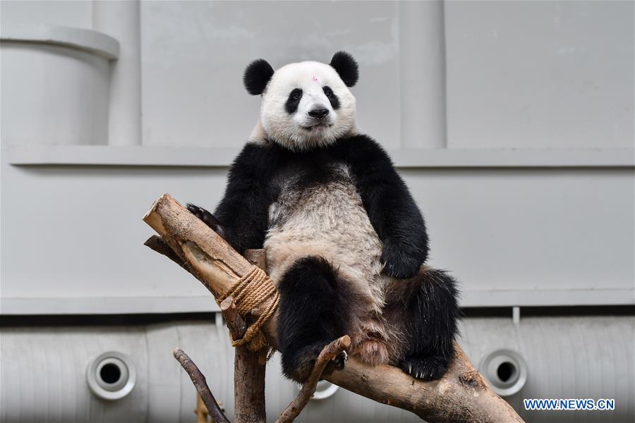 MALAYSIA-KUALA LUMPUR-PANDA-BIRTHDAY