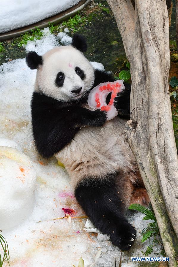 MALAYSIA-KUALA LUMPUR-PANDA-BIRTHDAY