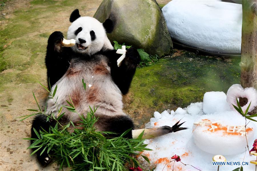 MALAYSIA-KUALA LUMPUR-PANDA-BIRTHDAY