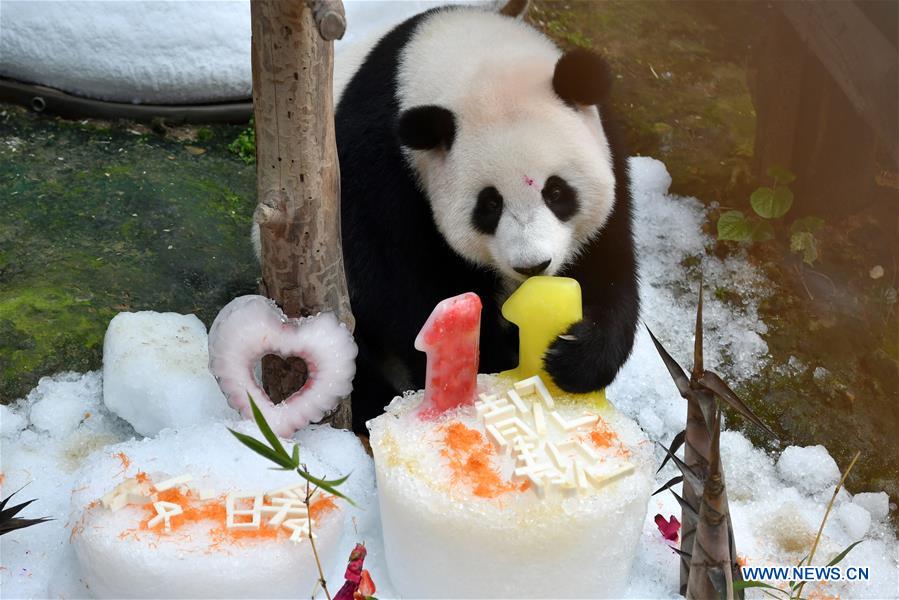 MALAYSIA-KUALA LUMPUR-PANDA-BIRTHDAY