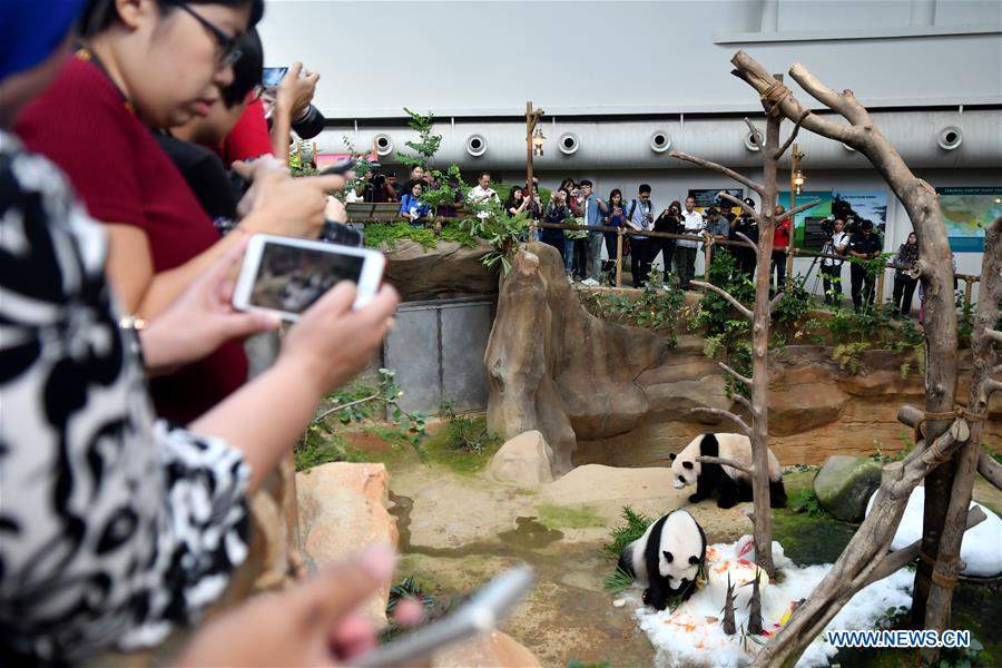 MALAYSIA-KUALA LUMPUR-PANDA-BIRTHDAY