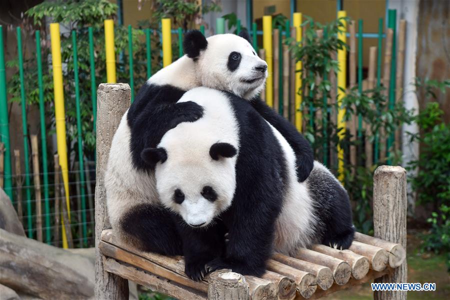 MALAYSIA-KUALA LUMPUR-PANDA-BIRTHDAY