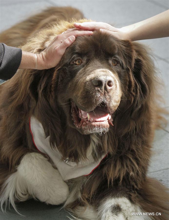 CANADA-VANCOUVER-THERAPY DOG-ANXIETY AND STRESS-RELIEF