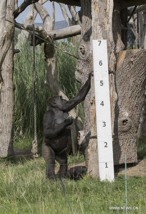 BRITAIN-LONDON-ZSL LONDON ZOO-ANNUAL WEIGH-IN